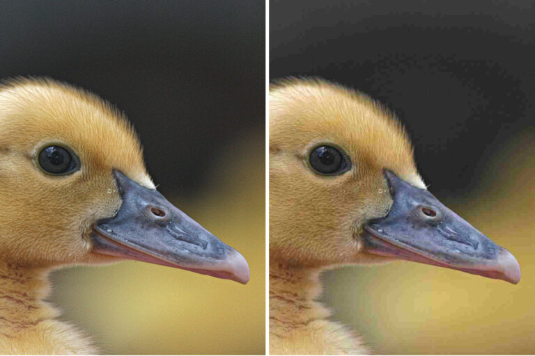 نمونه تفاوت فرمتهای JPEG و JPEGli